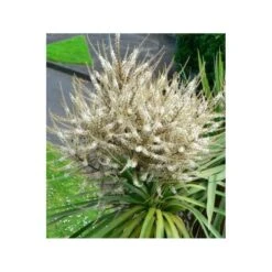 Cordyline Australis Blanc - Taille Pot De 7 Litres ? 100/120 Cm -Ryobi Jardin Boutique 64038b92aa5d03.85365478