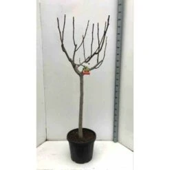 Ficus Carica (figuier) Blanc - Taille Pot De 5 Litres ? 80/100 Cm