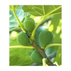 Ficus Carica (figuier) Blanc - Taille Pot De 5 Litres ? 80/100 Cm -Ryobi Jardin Boutique 64038b954fb694.54877303