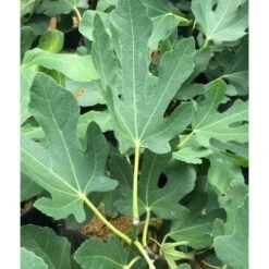 Ficus Carica (figuier) Blanc - Taille Pot De 5 Litres ? 80/100 Cm -Ryobi Jardin Boutique 64038b955ffd22.54349580