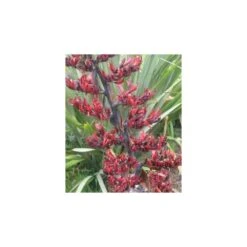 Phormium Tenax (lin De Nouvelle-zélande) Taille Pot De 6 Litres - 80/100 Cm - Jaune Et Rouge 6 Phormium Tenax (lin De Nouvelle-zélande) Taille Pot De 6 Litres - 80/100 Cm - Jaune Et Rouge -Ryobi Jardin Boutique 64038b99050997.37885403
