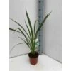 Phormium Tenax (lin De Nouvelle-zélande) Taille Pot De 6 Litres - 80/100 Cm - Jaune Et Rouge