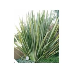 Phormium Tenax (lin De Nouvelle-zélande) Taille Pot De 6 Litres - 80/100 Cm - Jaune Et Rouge 7 Phormium Tenax (lin De Nouvelle-zélande) Taille Pot De 6 Litres - 80/100 Cm - Jaune Et Rouge -Ryobi Jardin Boutique 64038b99176297.65900660