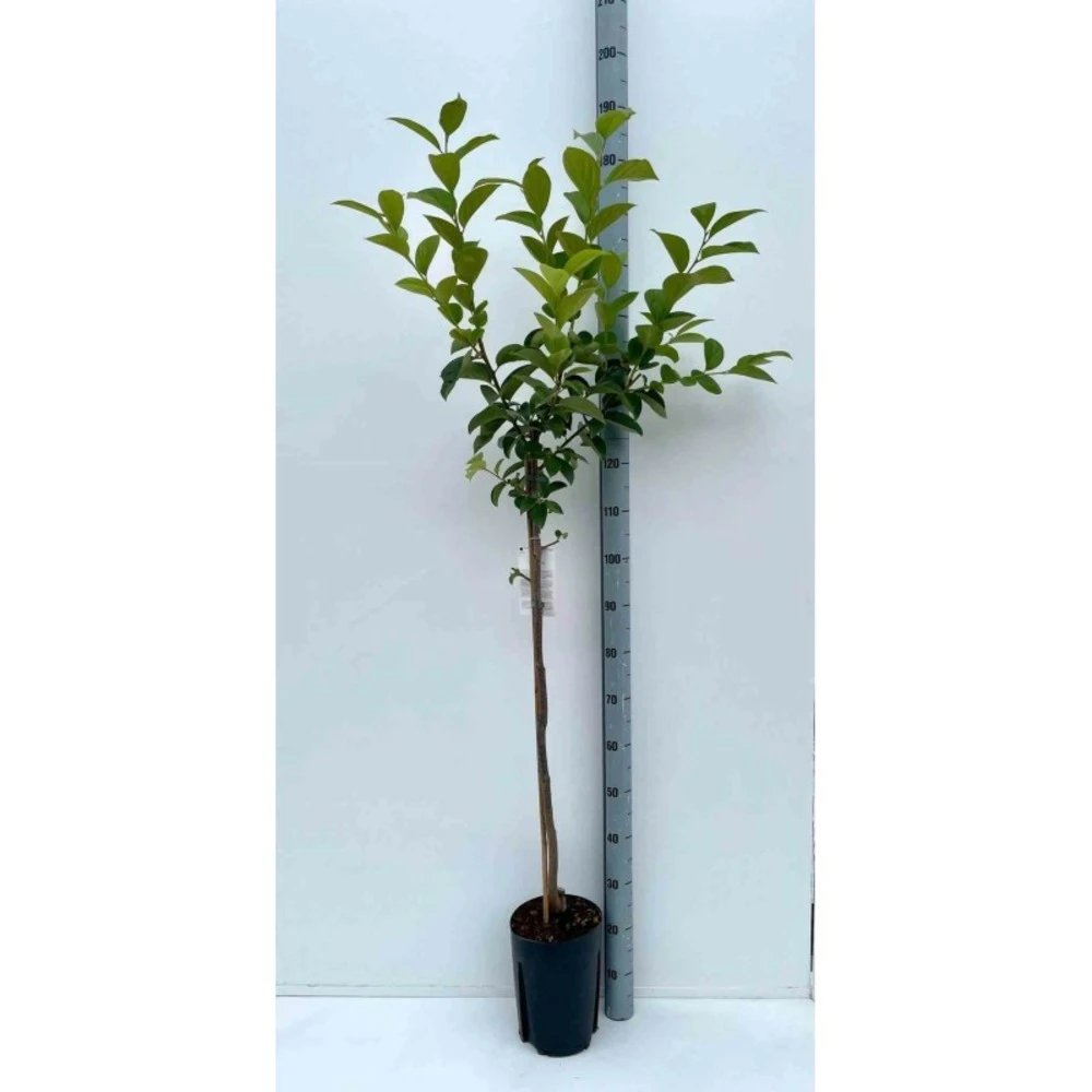 Diospyros Kaki Var.fuyu (plaqueminier) Taille Pot De 3 Litres - 80/100 Cm - Jaune 1 Diospyros Kaki Var.fuyu (plaqueminier) Taille Pot De 3 Litres - 80/100 Cm - Jaune