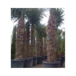 Trachycarpus Fortunei (palmier Chanvre, Palmier Moulin à Vent) Pot De 1 Litre ? 20/40 Cm -Ryobi Jardin Boutique 64038b9d0c2545.87378889