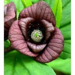 Asimina Triloba (paw Paw) Violet - Taille Pot De 3 Litres ? 60/80 Cm -Ryobi Jardin Boutique 64038b9fa4f3b3.84181645