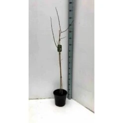 Asimina Triloba (paw Paw) Violet - Taille Pot De 3 Litres ? 60/80 Cm -Ryobi Jardin Boutique 64038b9fb3ae60.80856107