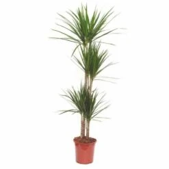Dracaena Marginata 'green' (dragonnier) Taille Pot De 80l - Total 175/200cm -Ryobi Jardin Boutique 64038ba5f07843.08583945
