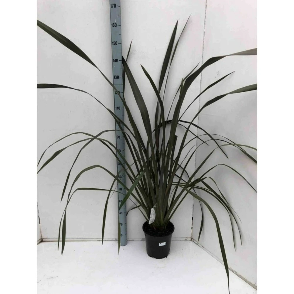 Phormium Tenax Var. Purpurea (lin De Nouvelle-zélande) Taille Pot De 2 Litres ? 30/40 Cm - Jaune Et Rouge 2 Phormium Tenax Var. Purpurea (lin De Nouvelle-zélande) Taille Pot De 2 Litres ? 30/40 Cm - Jaune Et Rouge – Image 2