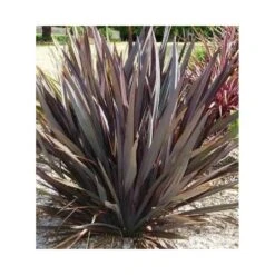 Phormium Tenax Var. Purpurea (lin De Nouvelle-zélande) Taille Pot De 2 Litres ? 30/40 Cm - Jaune Et Rouge 6 Phormium Tenax Var. Purpurea (lin De Nouvelle-zélande) Taille Pot De 2 Litres ? 30/40 Cm - Jaune Et Rouge -Ryobi Jardin Boutique 64038ba73e8b16.29335605
