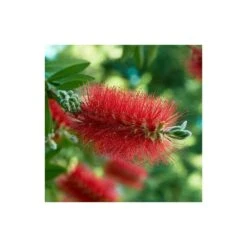 Callistemon Laevis Rouge - Taille Pot De 2 Litres - 60/80 Cm 5 Callistemon Laevis Rouge - Taille Pot De 2 Litres - 60/80 Cm -Ryobi Jardin Boutique 64038bac7da2a5.13759844