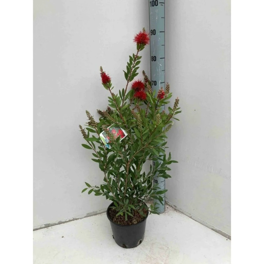 Callistemon Laevis Rouge - Taille Pot De 2 Litres - 60/80 Cm 1 Callistemon Laevis Rouge - Taille Pot De 2 Litres - 60/80 Cm
