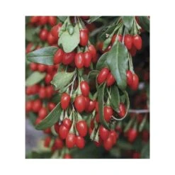 Lycium Barbarum (goji) Taille Pot De 2 Litres - 50/70 Cm - Rouge -Ryobi Jardin Boutique 64038bb53d9ee8.21730630