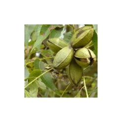 Carya Illinoinensis Adulte (noix De Pecan, Pacanier) Vert - Taille Pot De 25l - 160/180cm -Ryobi Jardin Boutique 64038bc1ed1d10.59943051