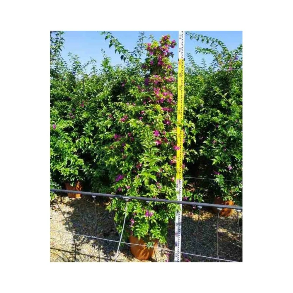 Bougainvillea Vera (bougainvillier Très Florifère) Taille Pot De 3.5l - 80/100cm 3 Bougainvillea Vera (bougainvillier Très Florifère) Taille Pot De 3.5l - 80/100cm – Image 3