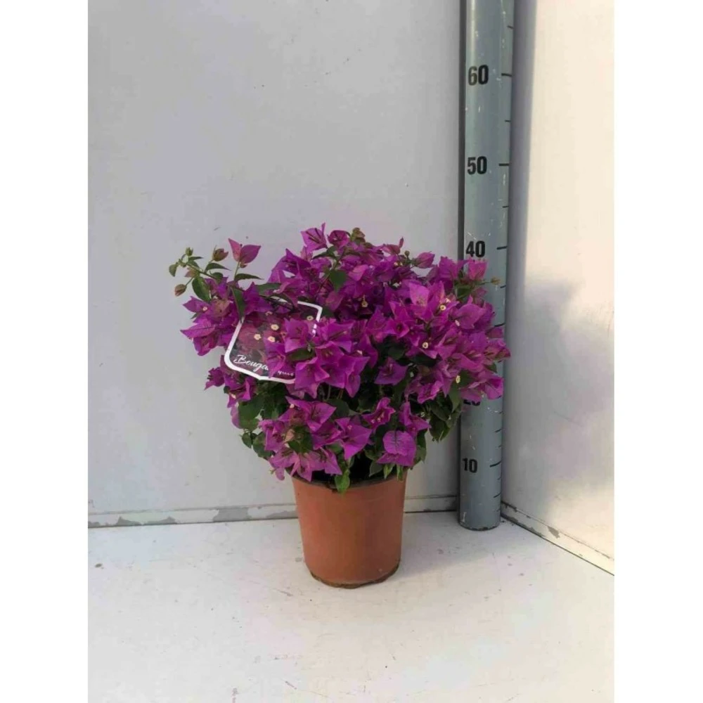 Bougainvillea Vera (bougainvillier Très Florifère) Taille Pot De 3.5l - 80/100cm 1 Bougainvillea Vera (bougainvillier Très Florifère) Taille Pot De 3.5l - 80/100cm