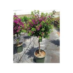 Bougainvillea Vera (bougainvillier Très Florifère) Taille Pot De 3.5l - 80/100cm 7 Bougainvillea Vera (bougainvillier Très Florifère) Taille Pot De 3.5l - 80/100cm -Ryobi Jardin Boutique 64038c190f47a0.95204682
