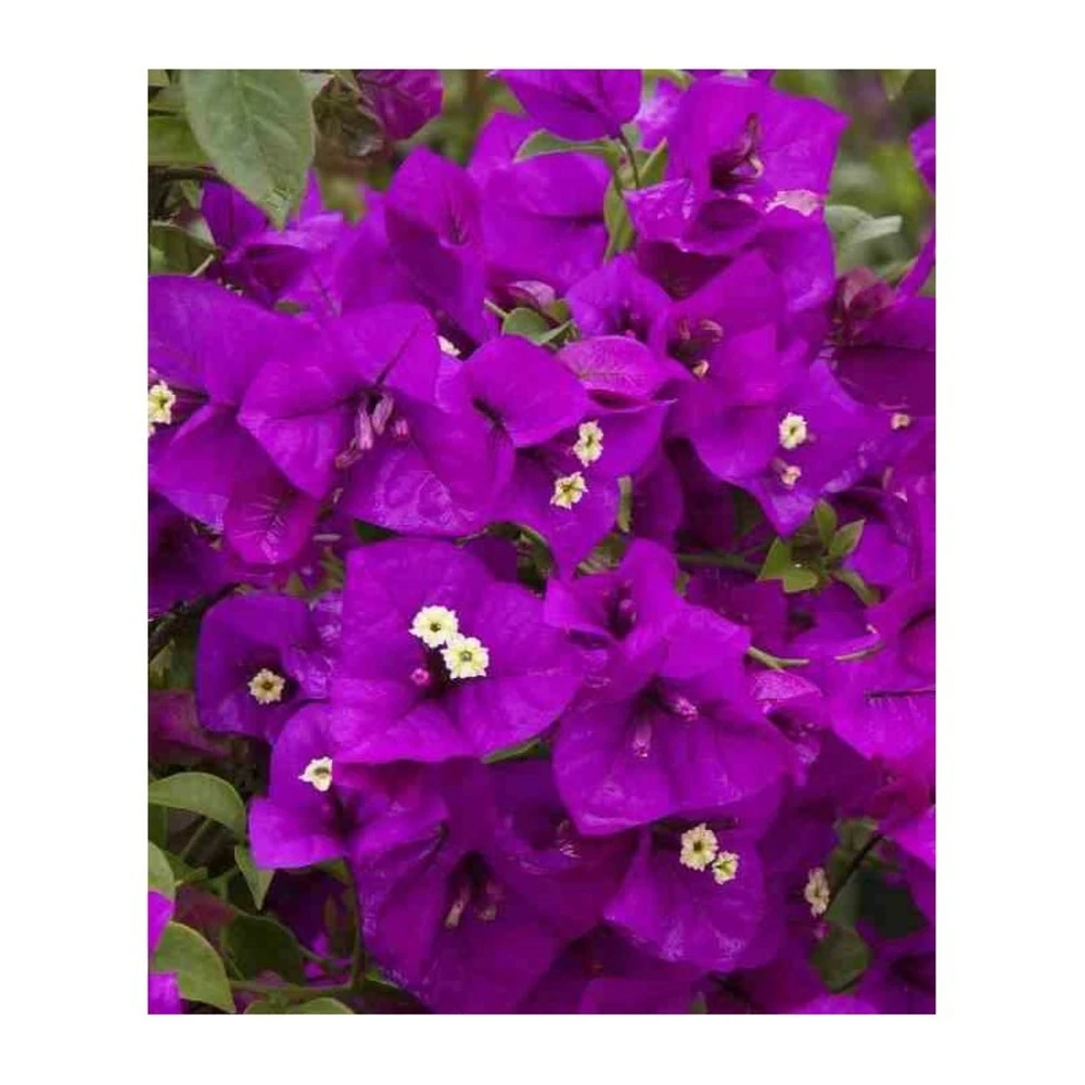 Bougainvillea Vera (bougainvillier Très Florifère) Taille Pot De 3.5l - 80/100cm 2 Bougainvillea Vera (bougainvillier Très Florifère) Taille Pot De 3.5l - 80/100cm – Image 2