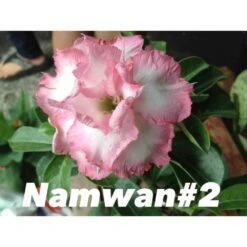 Adenium Obesum Cv Namwan Blanc Et Rose - Taille Caudex D'environ 150g
