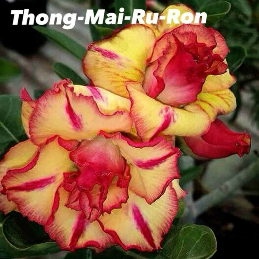 Adenium Obesum Cv.thong Mai Ru Ron Jaune Et Rouge - Taille Caudex D'environ 300g 20/25cm 1 Adenium Obesum Cv.thong Mai Ru Ron Jaune Et Rouge - Taille Caudex D'environ 300g 20/25cm