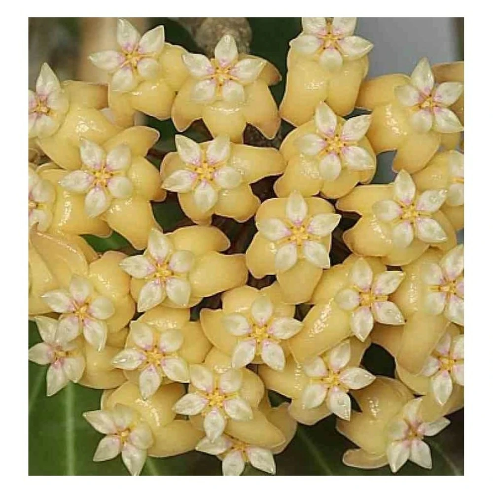 Hoya Cominsii (fleur De Porcelaine, Fleur De Cire) Jaune - Taille Pot De 2 Litres - 20/40 Cm 1 Hoya Cominsii (fleur De Porcelaine, Fleur De Cire) Jaune - Taille Pot De 2 Litres - 20/40 Cm