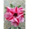 Adenium Obesum Cv.muang Pp Rose - Taille Caudex D'environ 150g