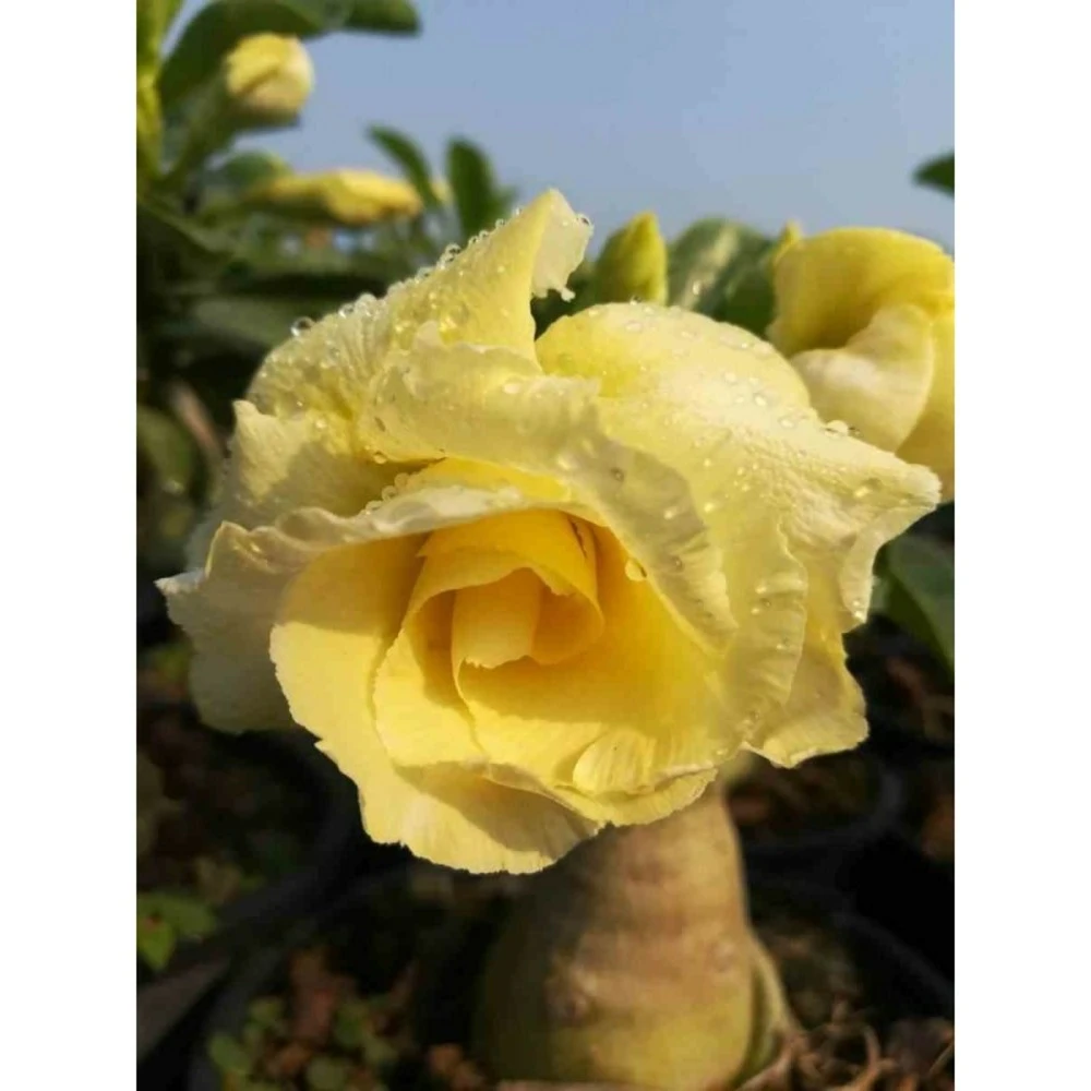 Adenium Obesum Cv.bananas Jaune - Taille Caudex D'environ 2000g 25/30cm Très Gros Caudex 1 Adenium Obesum Cv.bananas Jaune - Taille Caudex D'environ 2000g 25/30cm Très Gros Caudex
