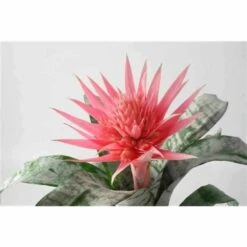 Aechmea Fasciata Taille Pot De 2 Litres - 50/70 Cm