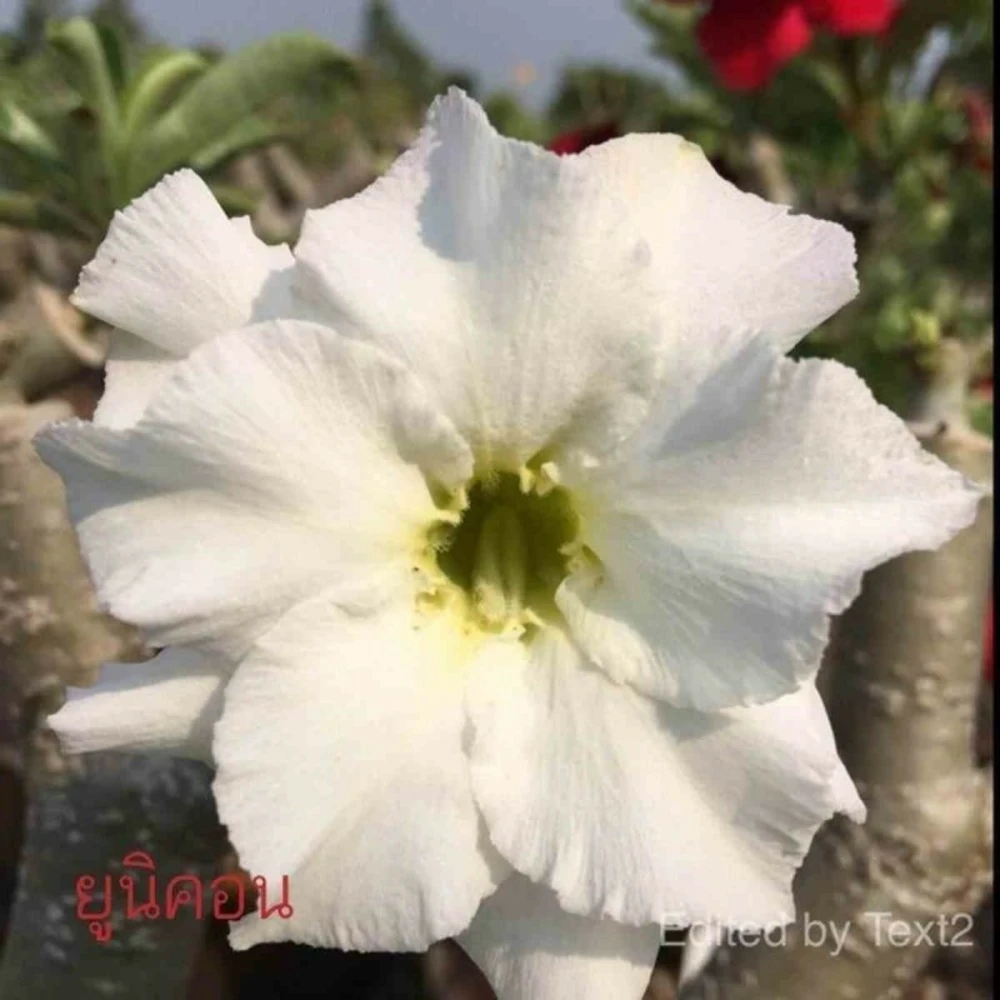 Adenium Obesum Cv. Unicorn Blanc - Taille Caudex D'environ 150g 1 Adenium Obesum Cv. Unicorn Blanc - Taille Caudex D'environ 150g
