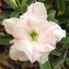 Adenium Obesum Cv. White Rabbit Blanc Et Rose - Taille Caudex D'environ 2000g 25/30cm Très Gros Caudex