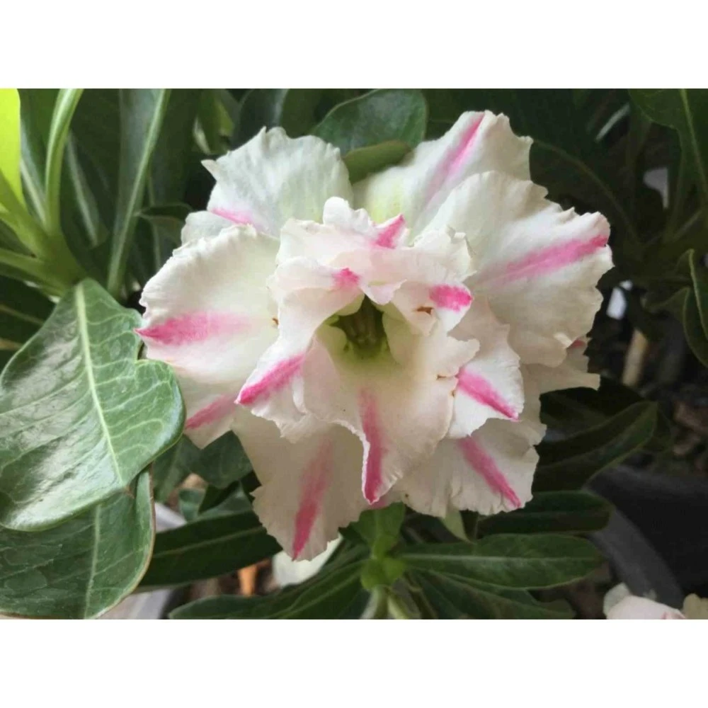 Adenium Obesum Cv. White Rabbit Blanc Et Rose - Taille Caudex D'environ 2000g 25/30cm Très Gros Caudex 2 Adenium Obesum Cv. White Rabbit Blanc Et Rose - Taille Caudex D'environ 2000g 25/30cm Très Gros Caudex – Image 2