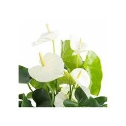 Anthurium Andreanum Blanc Samora (anthure Flamant Rose, Langue De Feu) Taille Pot De 2 Litres - 50/70 Cm