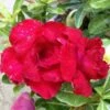 Adenium Obesum Cv. Vietnam Red Rouge - Taille Caudex D'environ 150g
