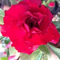 Adenium Obesum Cv. Vietnam Red Rouge - Taille Caudex D'environ 150g -Ryobi Jardin Boutique 640391fee9f673.79062326