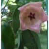Hoya Patella Pink (fleur De Porcelaine, Fleur De Cire) Rose - Taille Pot De 2 Litres - 20/40 Cm