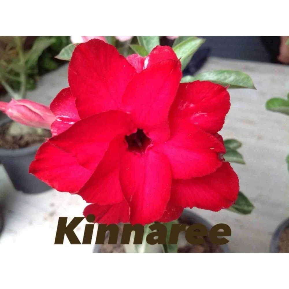 Adenium Obesum Cv.kinnaree Rouge - Taille Caudex D'environ 2000g 25/30cm Très Gros Caudex 1 Adenium Obesum Cv.kinnaree Rouge - Taille Caudex D'environ 2000g 25/30cm Très Gros Caudex