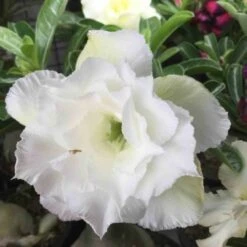 Adenium Obesum Cv.ang Snow Blanc - Taille Caudex D'environ 2000g 25/30cm Très Gros Caudex