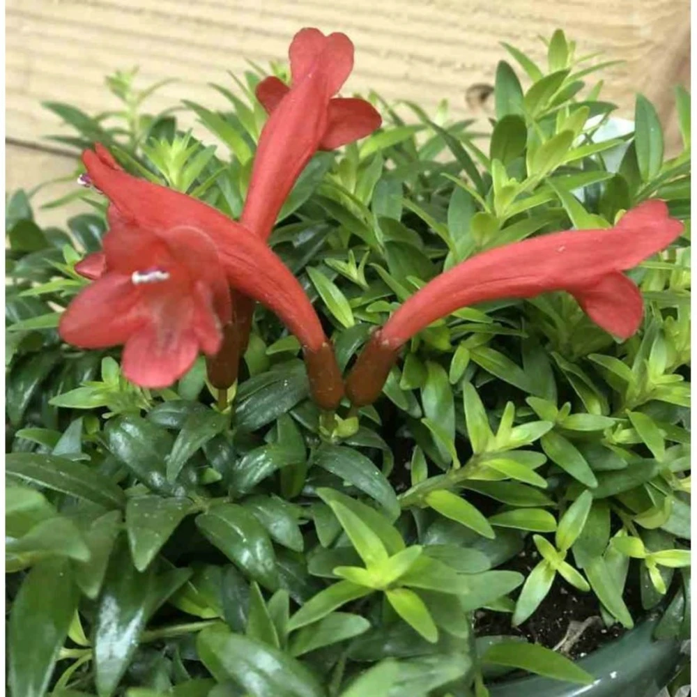 Aeschynanthus Hybride "japhrolepis" Taille Pot De 2 Litres - 20/60 Cm - Rouge 1 Aeschynanthus Hybride "japhrolepis" Taille Pot De 2 Litres - 20/60 Cm - Rouge