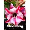 Adenium Obesum Cv Mee-tang Rose - Taille Caudex D'environ 2000g 25/30cm Très Gros Caudex