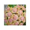 Hoya Vitellina (fleur De Porcelaine, Fleur De Cire) Taille Pot De 2 Litres - 20/40 Cm - Jaune Rose