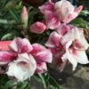 Adenium Obesum Cv.muang Prasertsri Blanc Et Rose - Taille Caudex D'environ 150g