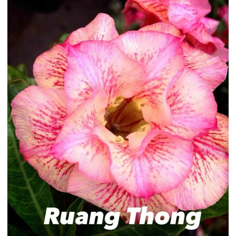 Adenium Obesum Cv.ruong Thong Jaune Rose - Taille Caudex D'environ 300g 20/25cm 2 Adenium Obesum Cv.ruong Thong Jaune Rose - Taille Caudex D'environ 300g 20/25cm – Image 2
