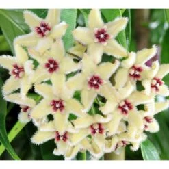 Hoya Buotii (fleur De Porcelaine, Fleur De Cire) Taille Pot De 2 Litres - 20/40 Cm - Blanc Et Rose