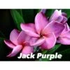 Plumeria Rubra "jack Purple" (frangipanier) Taille Pot De 2 Litres ? 20/30 Cm - Violet