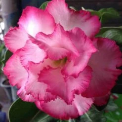 Adenium Obesum Cv.leera Pink Rose - Taille Caudex D'environ 2000g 25/30cm Très Gros Caudex -Ryobi Jardin Boutique 640392709072b9.77914325