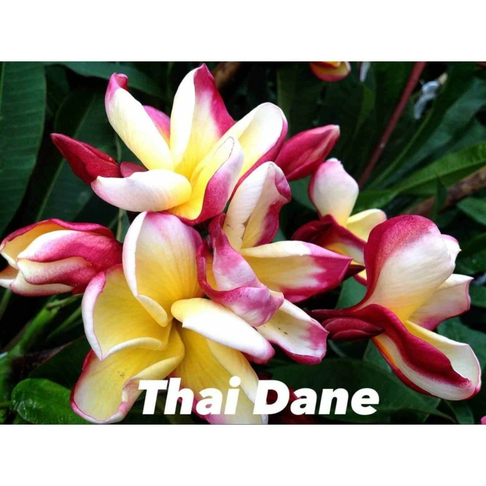 Plumeria Rubra "thai Dane" (frangipanier) Taille Pot De 2 Litres ? 20/30 Cm - Tricolor 1 Plumeria Rubra "thai Dane" (frangipanier) Taille Pot De 2 Litres ? 20/30 Cm - Tricolor