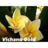Plumeria Rubra "vichanu Gold" (frangipanier) Jaune - Taille Pot De 2 Litres ? 20/30 Cm