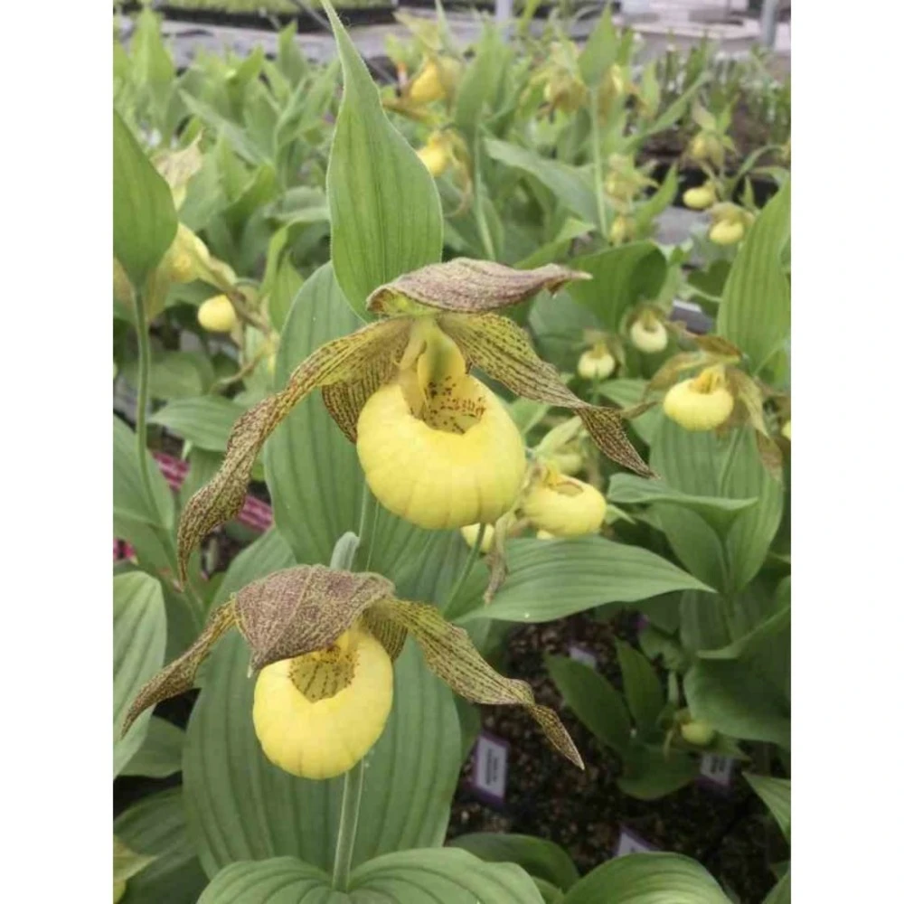 Cypripedium "kristy Lyn" (orchidées Terrestres) Taille Pot De 1 Litre - 0/60 Cm 1 Cypripedium "kristy Lyn" (orchidées Terrestres) Taille Pot De 1 Litre - 0/60 Cm
