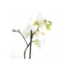 Phalaenopsis Hybride Blanche (orchidée Papillon) Taille Pot De 2 Litres - 60/80 Cm