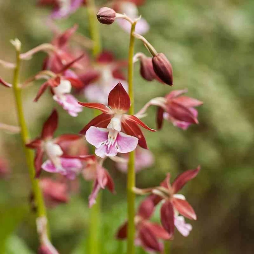 Calanthe Kozu Rose - Taille Pot De 1 Litre - 0/60 Cm 1 Calanthe Kozu Rose - Taille Pot De 1 Litre - 0/60 Cm